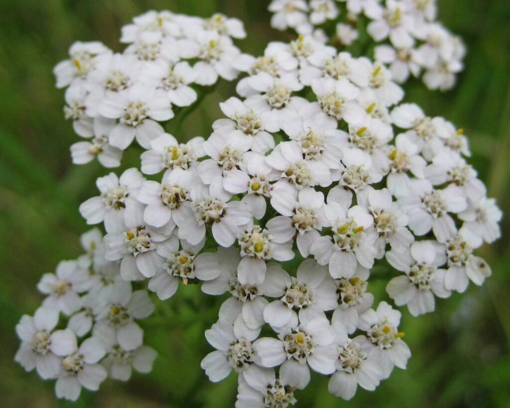 Explore the Magic of Yarrow and Reiki with Veronika Reeves